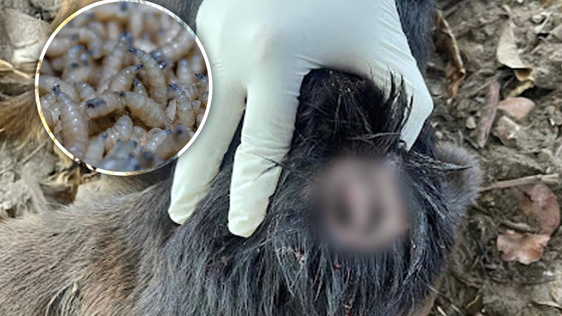 Ya hay perros infectados con gusano barrenador